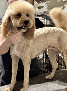 Pumpkin mini Goldendoodle